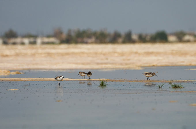 Aud Intermountain West Shorebird Survey Salton Sea Snowy Plover Sandpiper 250423 1310 Photo Sydney Walsh
