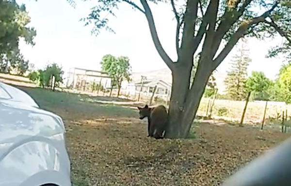 FCSO bear