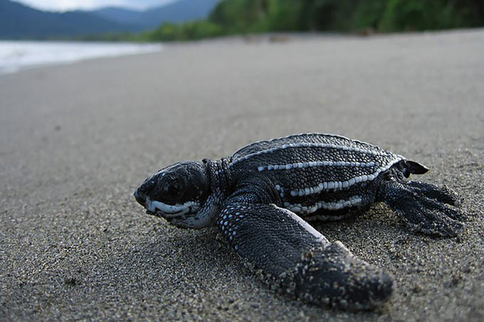 Leatherback turtle Credit NOAA Fisheries