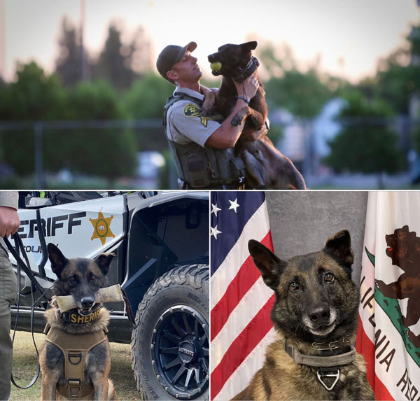 Madera SO K9 Arco