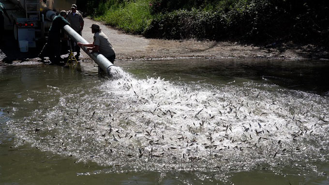 cdfw5506 2025SacRiverSalmonRelease