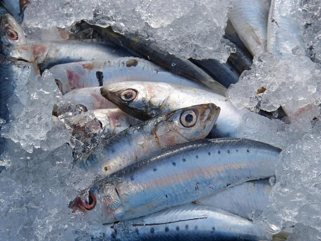 sardines 1106191 640