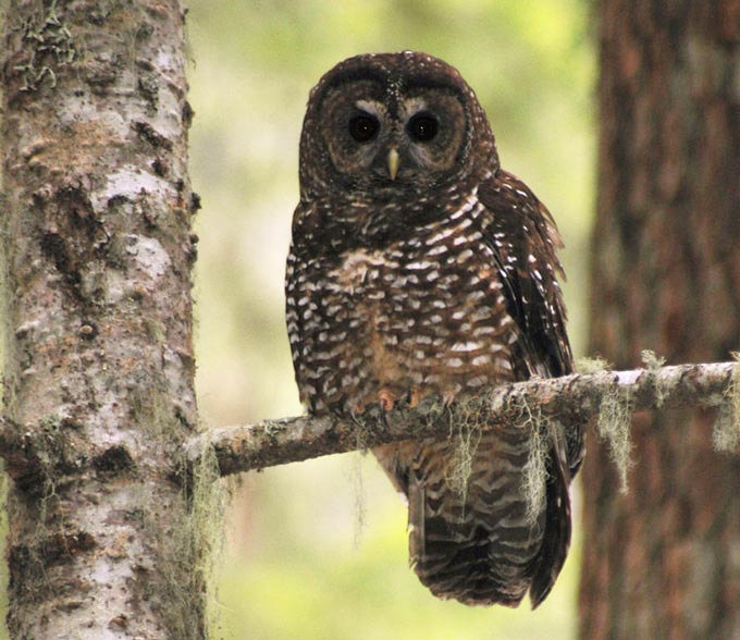 Northern Spotted Owl 2025