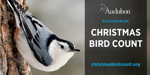 YAAS bird count