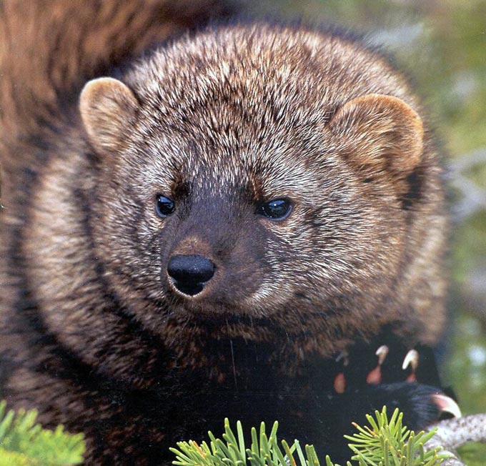 pacific fisher2025 5788241740 6ba33a64aa c credit usfws
