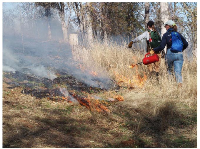 prescribed burn1105 YGPBCs 2024 Learn and Burn credit Toby Napoletano