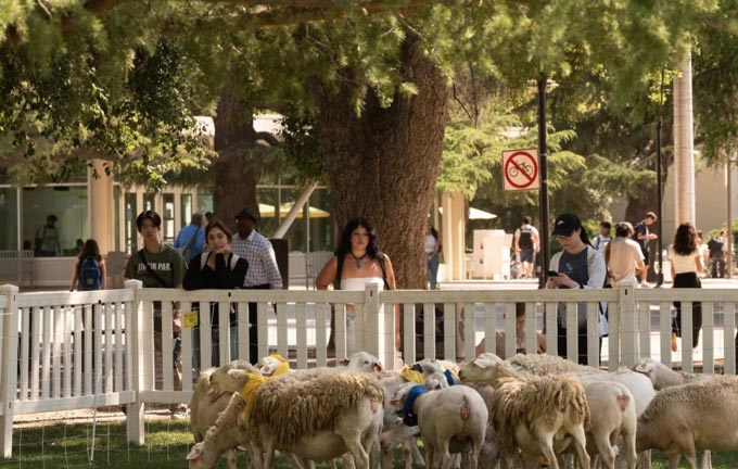 ucdavis1130 20250604 summer sheep
