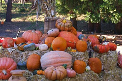 Jerseydale Pumpkin Patch