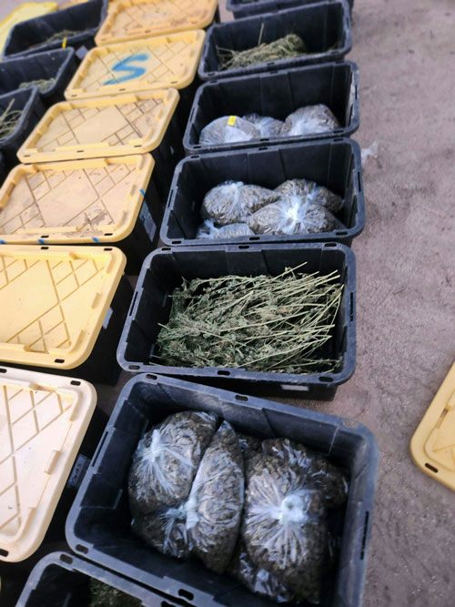 KCSO marijuana 5