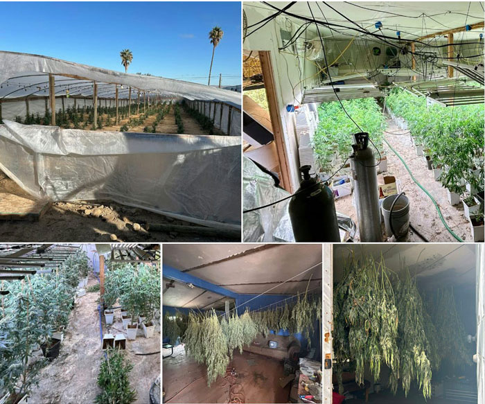 KCSO marijuana bust