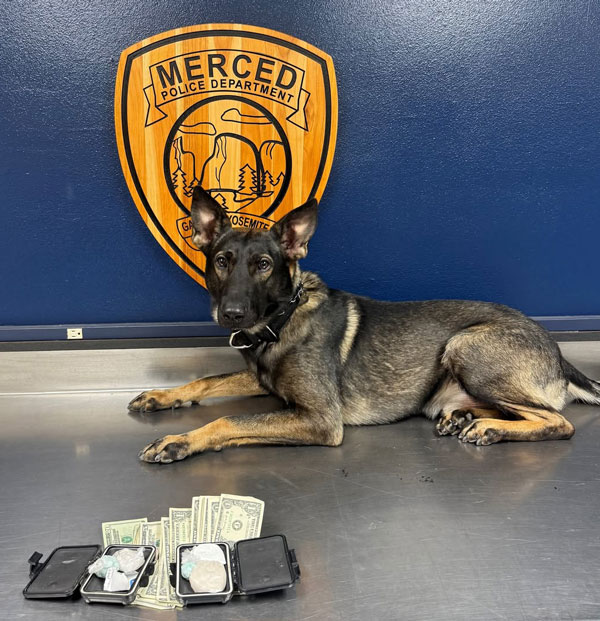 MPD K9 bust