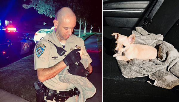 Merced CHP pup