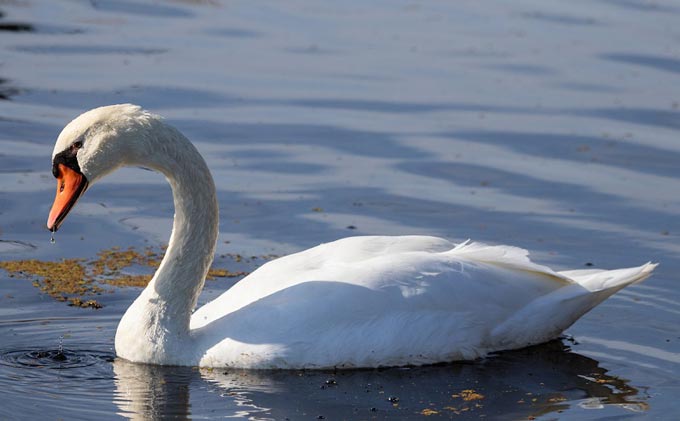 MuteSwan cdfw