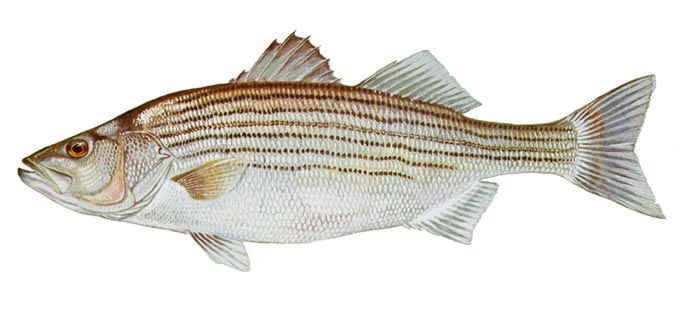 StripedBass DuaneRaver USFWS