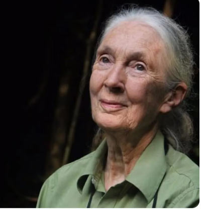 jane goodall credit humane world for animals