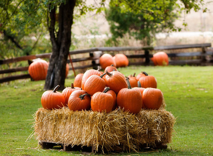 pumpkins lawn credit jerseydale