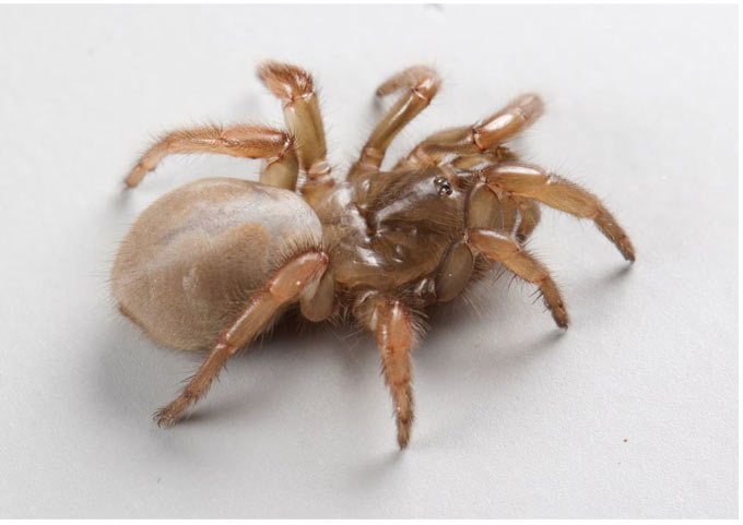spider Aptostichus ramirezae uc davis
