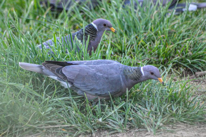 Band tailed pigeons CDFW photo by Katherine Miller
