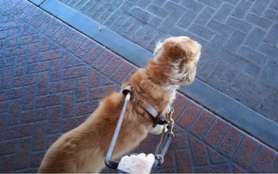 DOJ Uber dog
