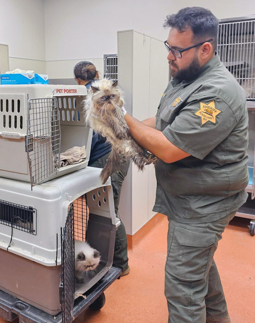 Merced SO cats