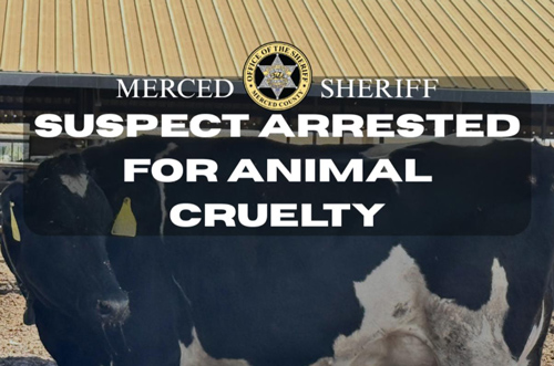 Merced SO cruelty