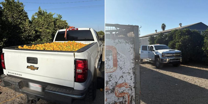 TCSO oranges