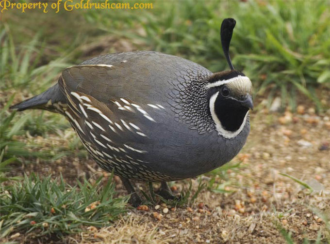 quail in mariposa county920 680 1 4071 copy sierra sun times