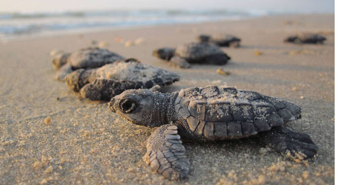 Kemps ridley sea turtle hatchlings nps photo