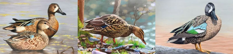 duck422