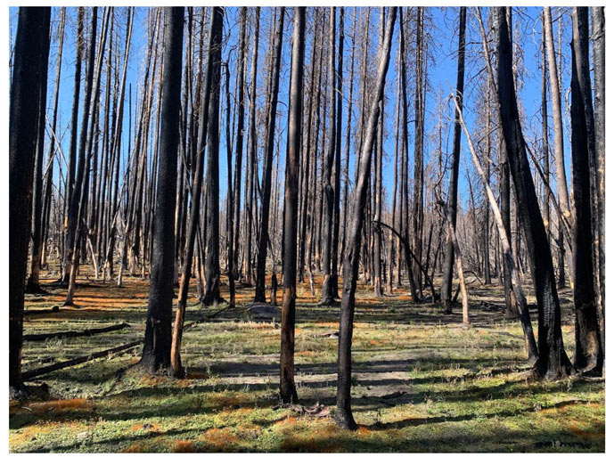 ucdavis423 post fire forest 2023 credit Kat Kerlin UC Davis