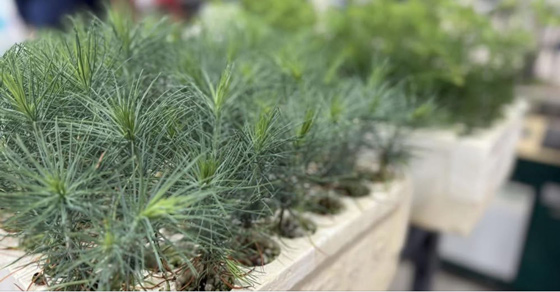 CAL FIRE seeds