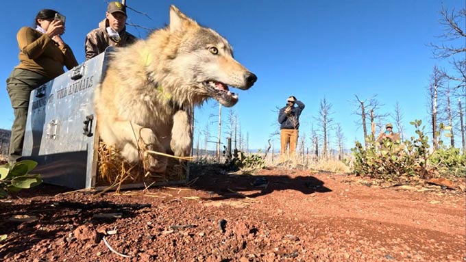CDFW206 credit Malia Brytus California Wolf Project