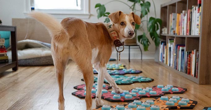 NOVA Rossano dog Courtesy Comparative Cognition Lab UC San Diego
