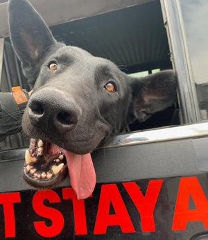SJSO K9 Jet