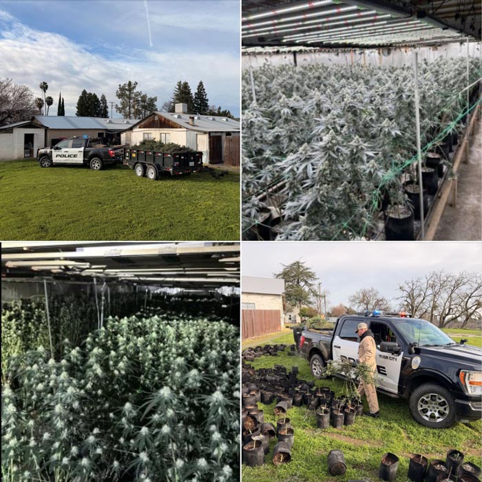 YCPD grow