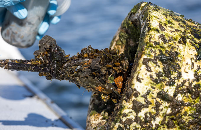 cafarmbureau209 golden mussles