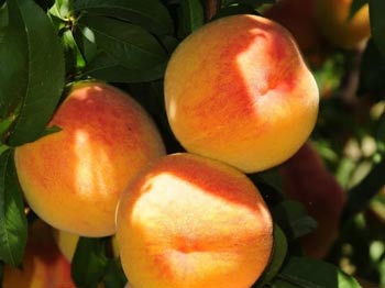 Kingsburg cling burchell nursery