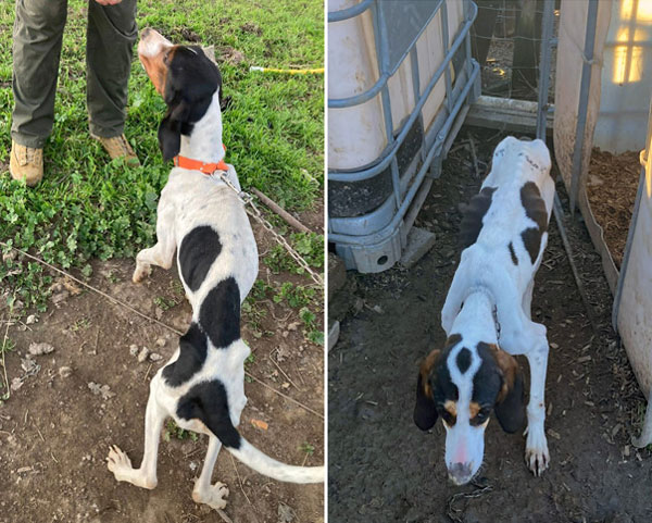 MCSO animal abuse 1