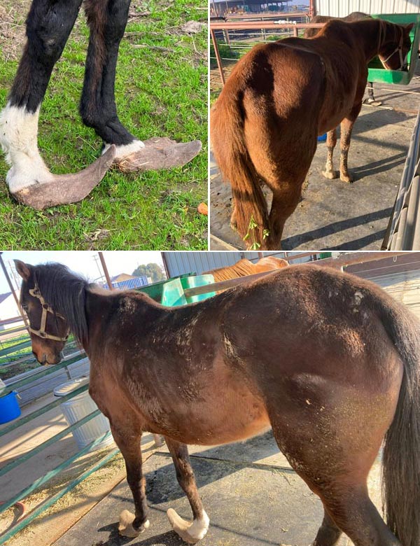 MCSO animal abuse