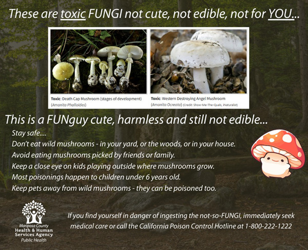 MHHS mushrooms