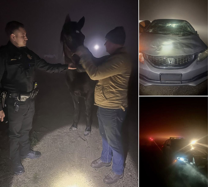 Merced CHP horse
