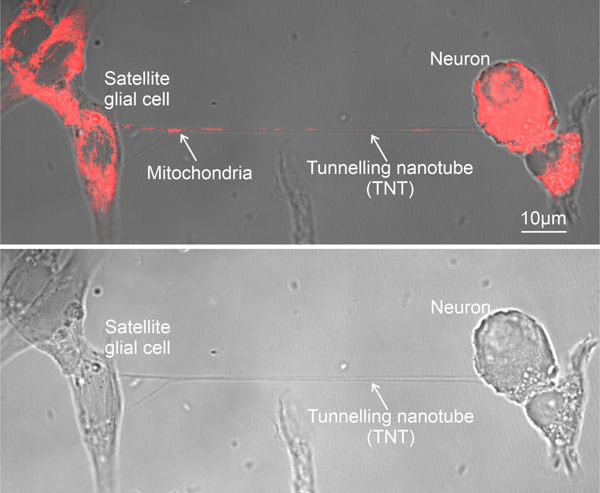 NIH fluorescence