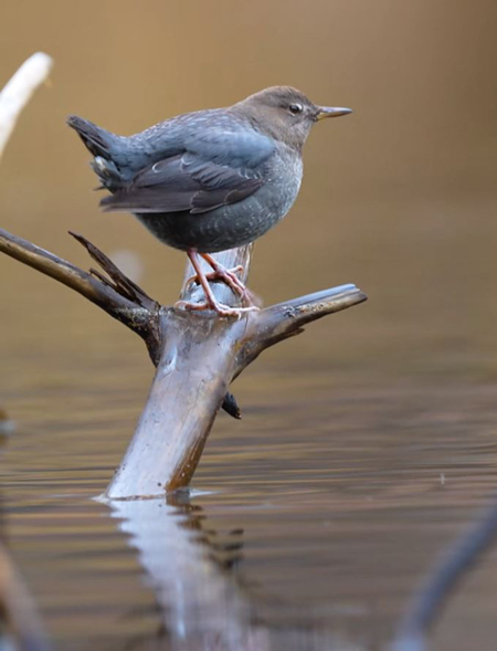 NPS American dipper
