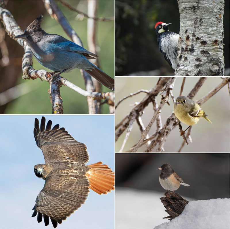 NPS birds