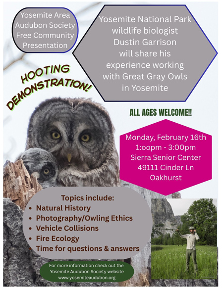YAAS Great Gray Owl