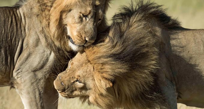 humane world117.1 546935 Hwange lions 5 smaller Dex Kotze