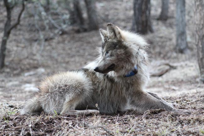 mexican wolf m1911usfws
