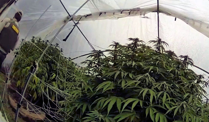 NCSO cannabis