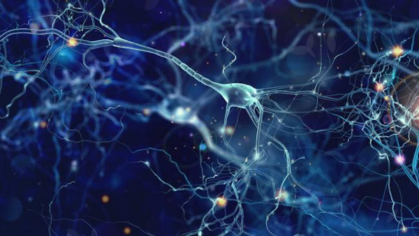 NIH 20260617 neurons