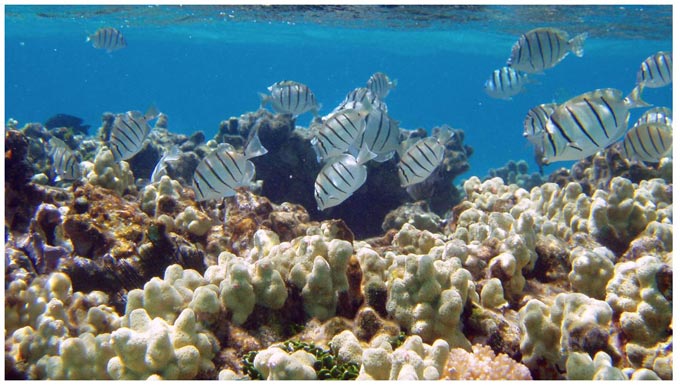 npca612 marine life